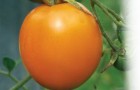 Сорт томата: Эльдорадо